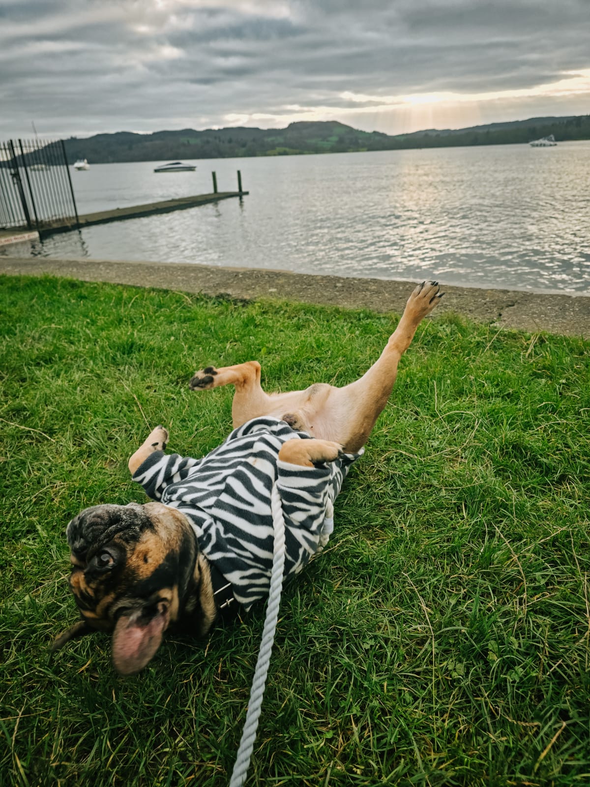 Stanley the French Bulldog relaxing by the lake